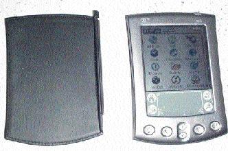 Palm